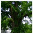 매양서원 이미지