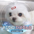 상록병원 | 상록구동물병원 심장병 노령견 강아지 자궁축농증 수술 후기!