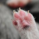 브이아이피독 이미지