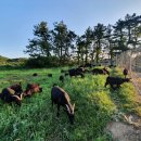 완도약산흑염소 - 수원시 장안구 | 완도약산흑염소