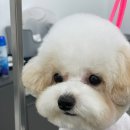 로에펫 이미지