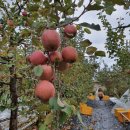 부자농장(정읍) 이미지