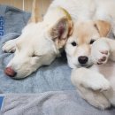 클럽더독스 이미지