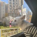 멍스빌리지풀빌라2 | 가평 애견동반펜션 멍스빌리지풀빌라 독채 수영장