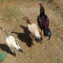 사모의집 이미지