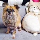 러블리하개 이미지