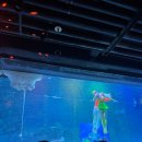 인어공주 | 씨라이프 코엑스 아쿠아리움 할인권 구매 주차 인어공주 공연시간 데이트 후기