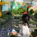 황금이식물원 | 2026 함평 나비축제 주말에 다녀온 후기 (입장료 주차 황금박쥐 휠체어 등)