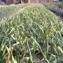 삼안농장 이미지