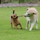 예서 동물병원 이미지