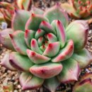 아도라블 이미지