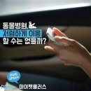 애플펫 동물병원 | 고양이스케일링 그리고 강아지스케일링 가격비교