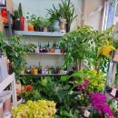 사동그린꽃 이미지