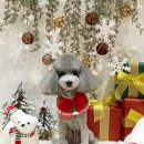 카멜리몽 이미지