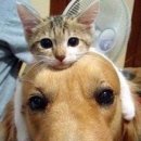 개와고양이 이미지