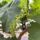 화수 농장 이미지