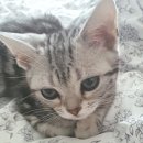 용원동물병원 이미지