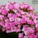 윤스마카롱 이미지