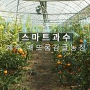 제주배또롱 이미지