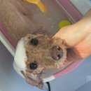 마음이네 멍발소 네이버블로그