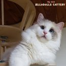 젤로돌스 이미지