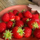 매지밀 딸기농장 | 원주 매지밀 농장 방문기 딸기따기 체험 가능한 농장에서 즐긴 특별한 하루