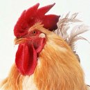 왕 [초보] 닭 (鷄肉) 기르기 이미지
