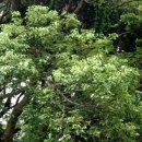 제주 도순리 녹나무 자생지 이미지