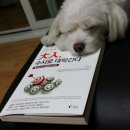 꿈꾸는개 이미지