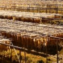 부강수산 이미지