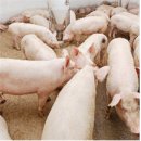 맥섬석지엠 이미지