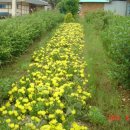 목화농원 이미지