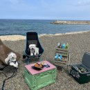 우리집 똥강아지 이미지