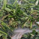 배한농장 이미지