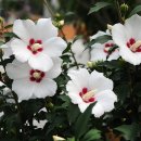 화성무궁화 이미지