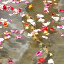 황금장어 이미지