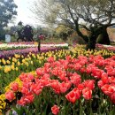 튤립 이미지