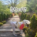 햅독 | 🐶춘천 애견 펜션 햅독🐶 내돈내산 후기!!