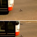 버스와 맞짱, 간큰 비둘기 '인터넷 화제' 이미지