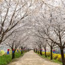 2016.4.7(목) 문화 맛기행(3차) 안양천, 여의도 벚꽃 축제 이미지