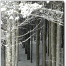 황태덕장 이미지