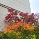 단풍약국 이미지