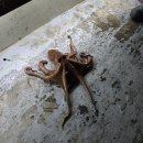 고고실내바다낚시터