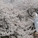 용인에서 올해 벚꽃축제가 열리구 있다네용(^^) 이미지