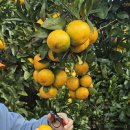 계산농장 | 제주도 서귀포 귤따기체험 후기 쉼터체험농장