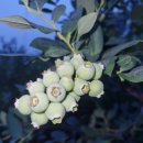 쌍치블루베리 이미지