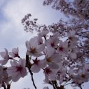 운학동하천공원_R | 부울경 벚꽃축제 명소와 만개시기 꽃길만 걷자