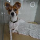 헬릭스동물메디컬센터 이미지