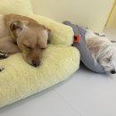 단짝멍몽 이미지