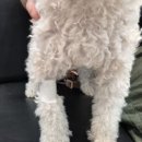 진영조은동물병원 이미지